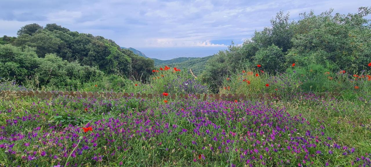 Les Terrasses De Scaglioli Villa Villanova Dış mekan fotoğraf
